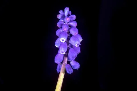 Grape hyacinth Stock Photos
