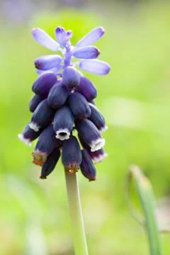 Grape Hyacinth Stock Photos