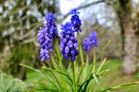 Grape Hyacinth. Stock Photos