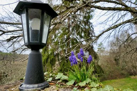 Grape Hyacinth. Stock Photos