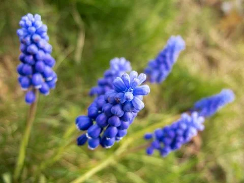 Grape hyacinth Stock Photos