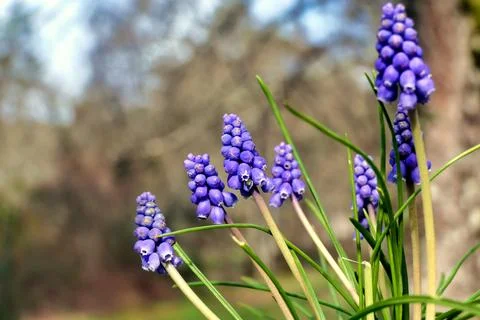 Grape Hyacinth. Foto stock