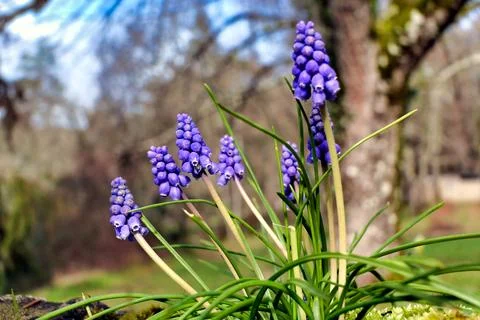 Grape Hyacinth. Foto stock