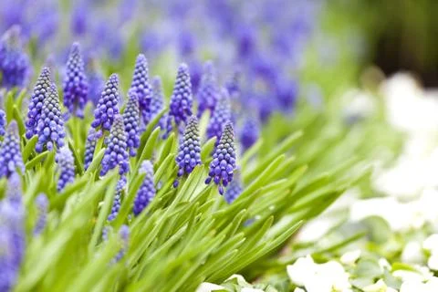 Grape hyacinth in spring Stock Photos