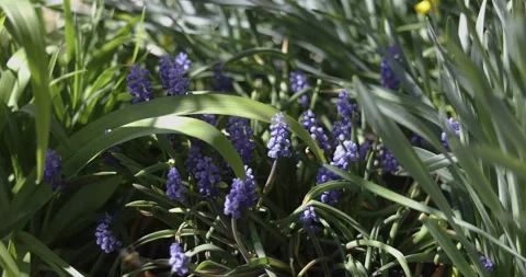 Grape hyacinth in the sun, 4K Stock Footage 183957172