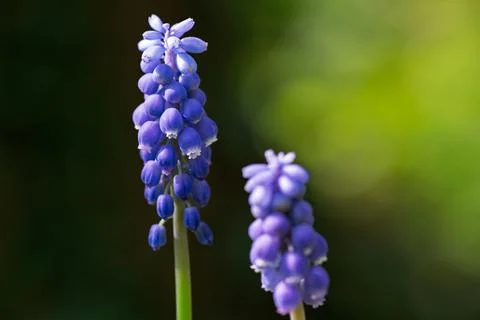 Grape hyacinths bloom in spring. Stockfoto's