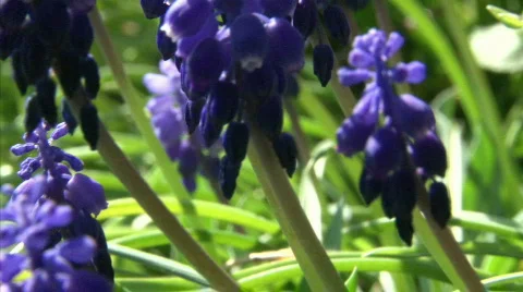Grape hyacinths field Stock Footage 713178
