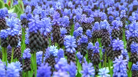 Grape hyacinths Stock Footage 4925390