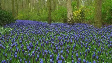 Grape hyacinths Stock Footage 10740004