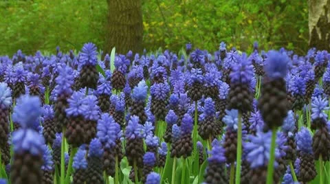 Grape hyacinths Stock Footage 10740011