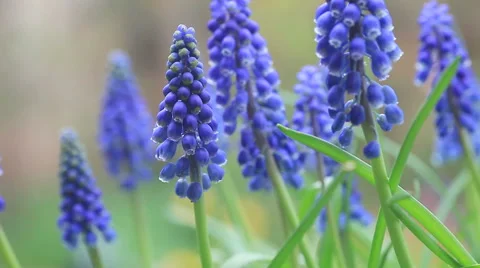 Grape hyacinths Stock Footage 61498502