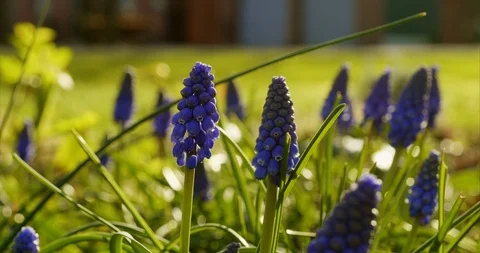 Grape Hyacinths Stock Footage 127023431
