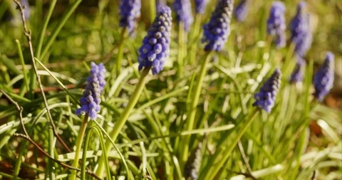 Grape Hyacinths Stock Footage 127023566
