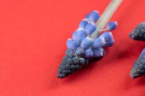Grape hyacinths in front of red background Foto stock