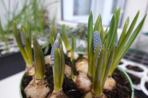 Grape hyacinths growing in pot by bright window: spring flowers Stock Photos