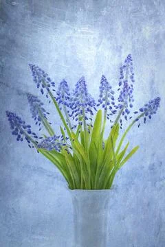 Grape hyacinths with layered texture 스톡 사진