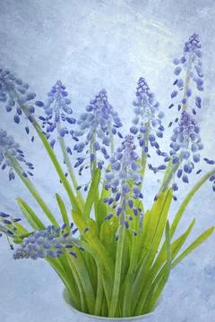 Grape hyacinths with layered texture 스톡 사진