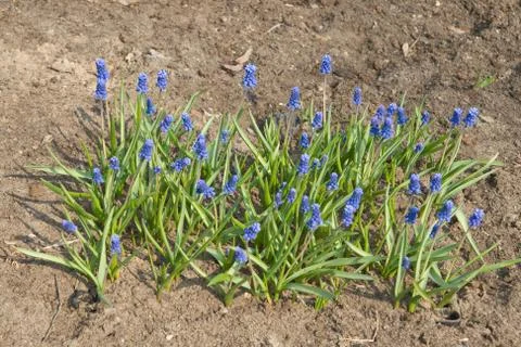 Grape hyacinths Stock Photos