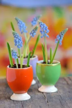 Grape hyacinths Stock Photos