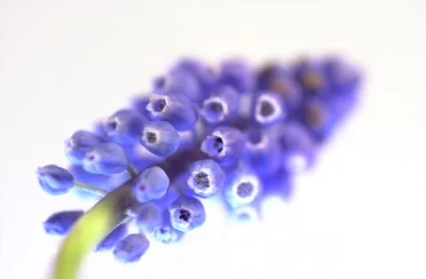 Grape Hyacinths Fotos Stock