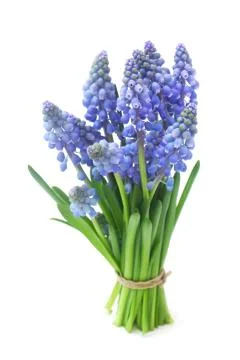 Grape Hyacinths Stock Photos