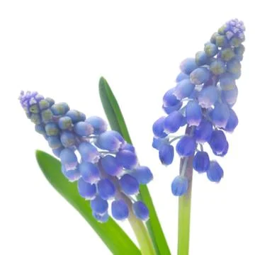 Grape Hyacinths Stock Photos