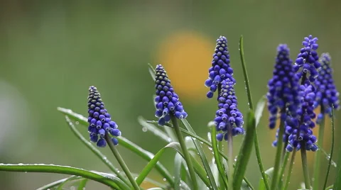Grape hyacinths in the rain Stock Footage 61498832