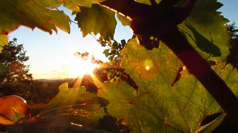 Grape illuminated by the sunlight 스톡 동영상 47583026