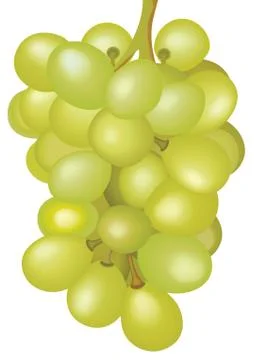 Grape. Stock Illustration