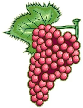 Grape Stock Illustration