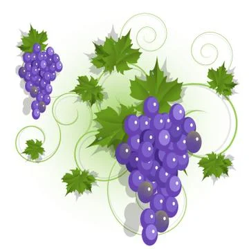 Grape Stock Illustration
