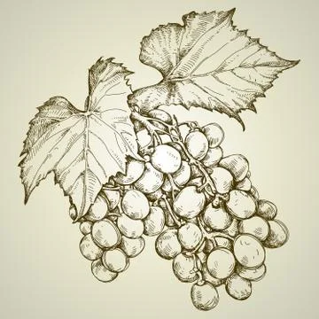 Grape Illustrazione stock