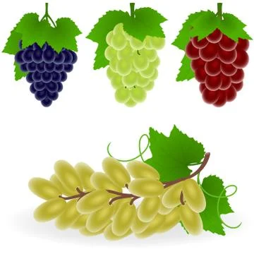 Grape Stock Illustration