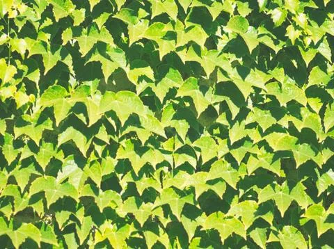 Grape Ivy Background Stock Photos