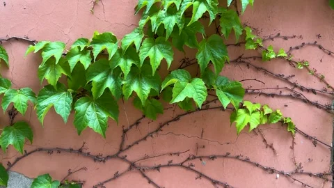 Grape ivy on a wall Stock Footage 309005004