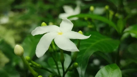 Grape Jasmine Flower Blooming Stock Footage 325692940