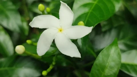 Grape Jasmine Flower Blooming Stock Footage 325692942