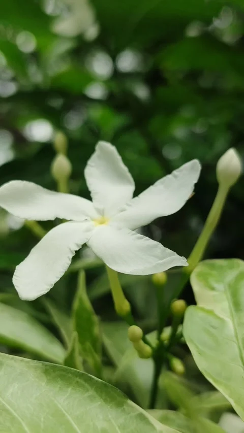 Grape Jasmine Flower Blooming Stock Footage 325692959