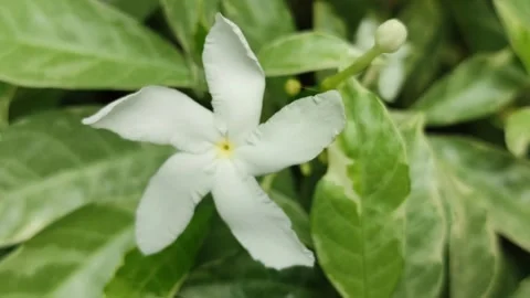 Grape Jasmine Flower Blooming Video stock 325692967