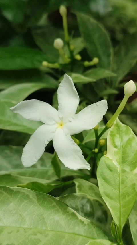 Grape Jasmine Flower Blooming Stock Footage 325692968