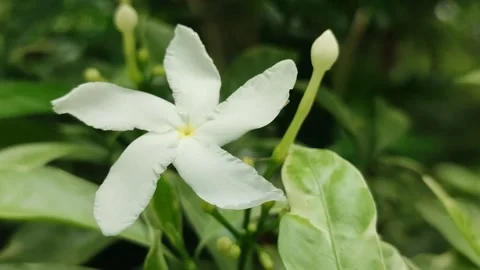 Grape Jasmine Flower Blooming Stock Footage 326130939
