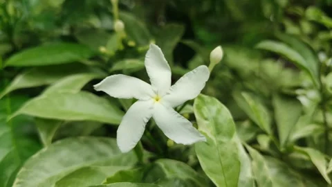 Grape Jasmine Flower Blooming Stock Footage 326130942