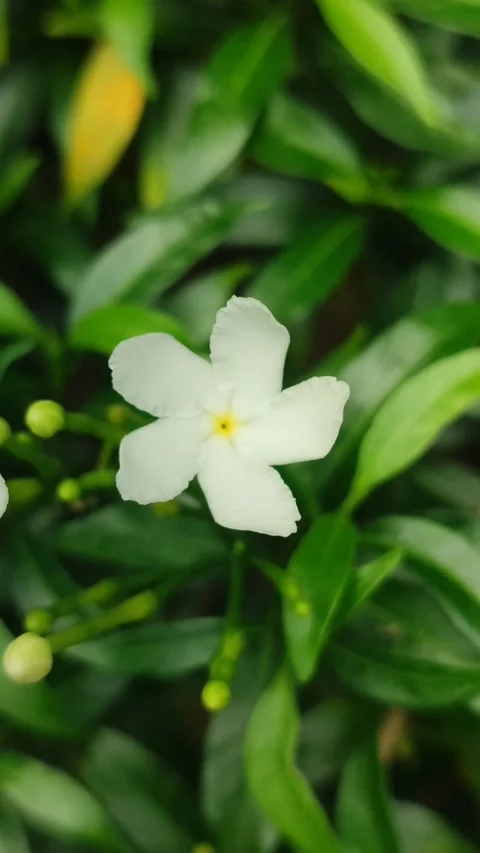 Grape Jasmine Flower Blooming Stock Footage 326131511