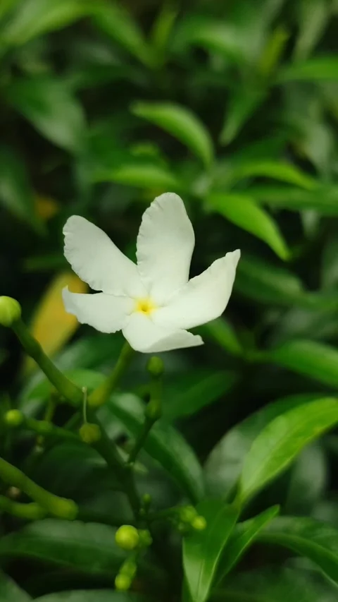Grape Jasmine Flower Blooming Stock Footage 326131555