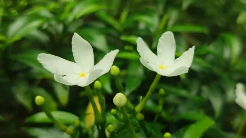Grape Jasmine Flower Blooming Stock Footage 326131567