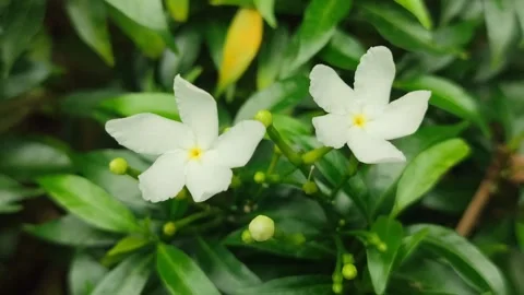 Grape Jasmine Flower Blooming Stock Footage 326131593