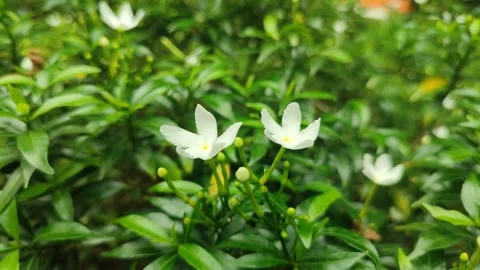 Grape Jasmine Flower Blooming Stock Footage 326131597