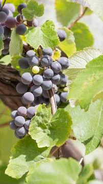 Grape juicy bunch vertically Stock Photos
