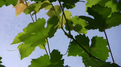 Grape leaf against the sky Video stock 488502