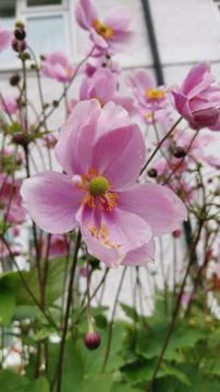 Grape leaf Anemone Stock Photos